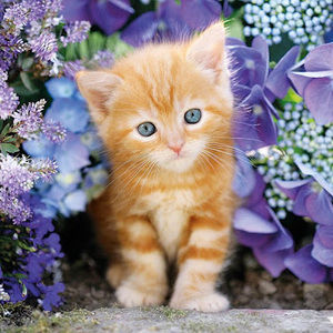 Meet your Posher, Gina